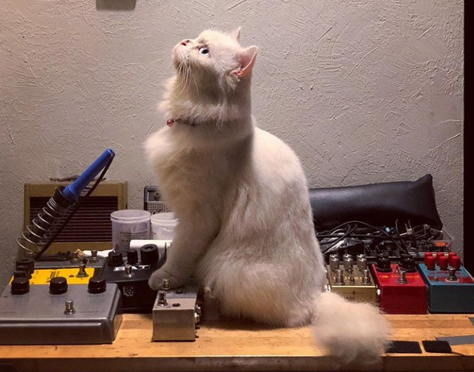 cat looking up sitting on desk