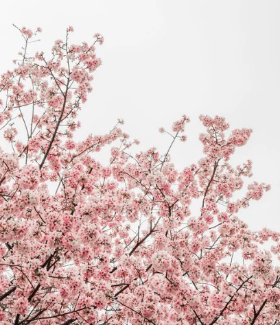 facts about spring
