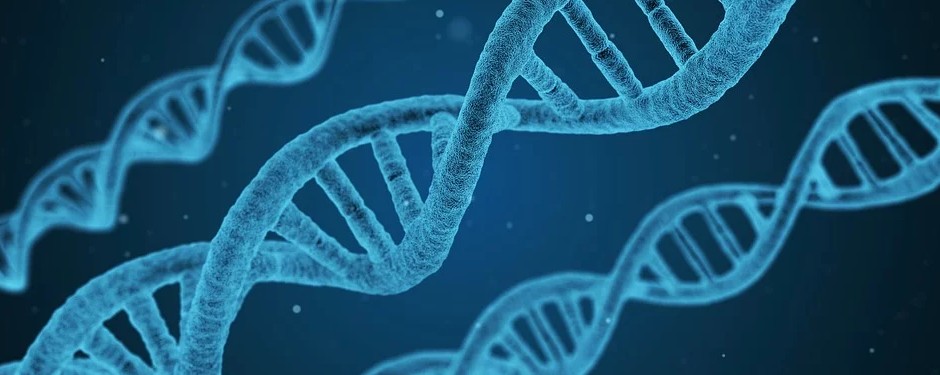 amazing facts about DNA