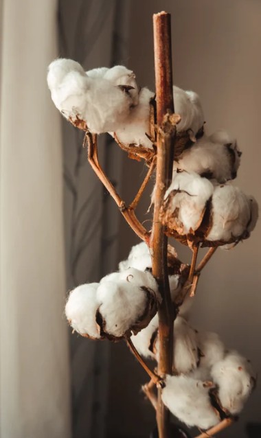 cotton tree